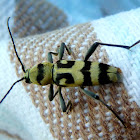 Longhorn Beetle / Variabler Widderbock