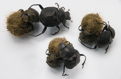 Humpback Dung Beetle