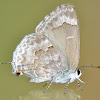 Mottled Scrub-Hairstreak Butterfly
