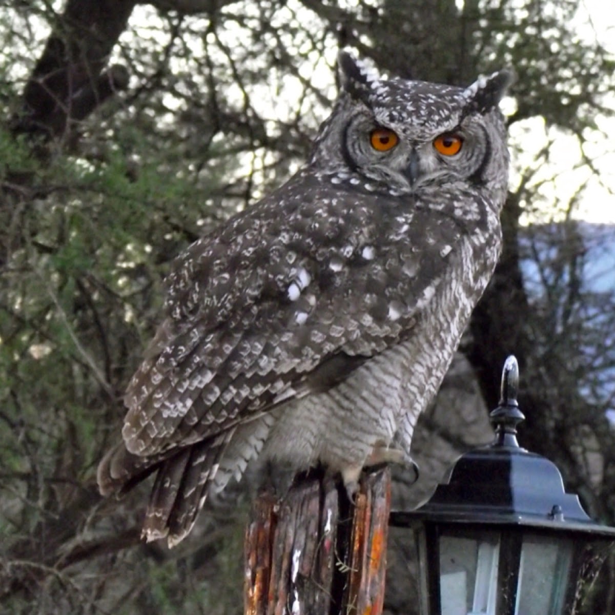 SPOTTED EAGLE OWL