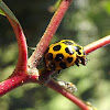 Large spotted ladybird beetle