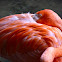 american flamingo