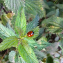 Seven-spotted ladybug