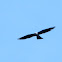 Mississippi Kite