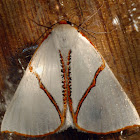 Orange-rimmed satin moth
