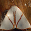 Orange-rimmed satin moth