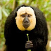 White-faced Saki monkey