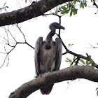 Slender-billed vulture