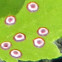 Maple Leaf Spot Gall