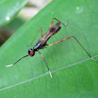 Stilt-legged Fly