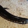 Snakehead Murrel