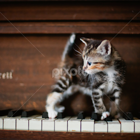 Kitten on Keyboard by Kristen VanDeventer Rice - Animals - Cats Kittens