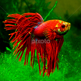 Red betta by David Winchester - Animals Fish