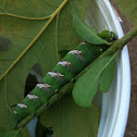 Cedar Incense Sphinx moth (larva)