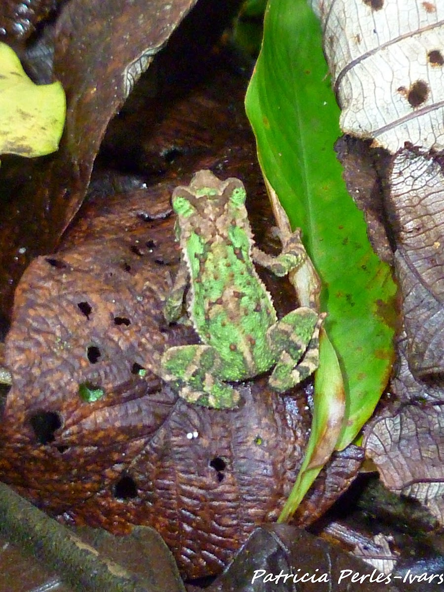 green climbing toad