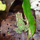 green climbing toad