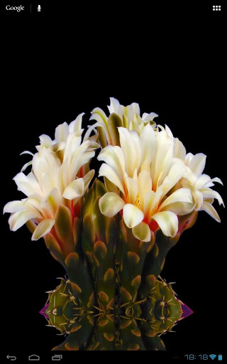 免費個人化App|Blooming Flower Cactus Buds|阿達玩APP
