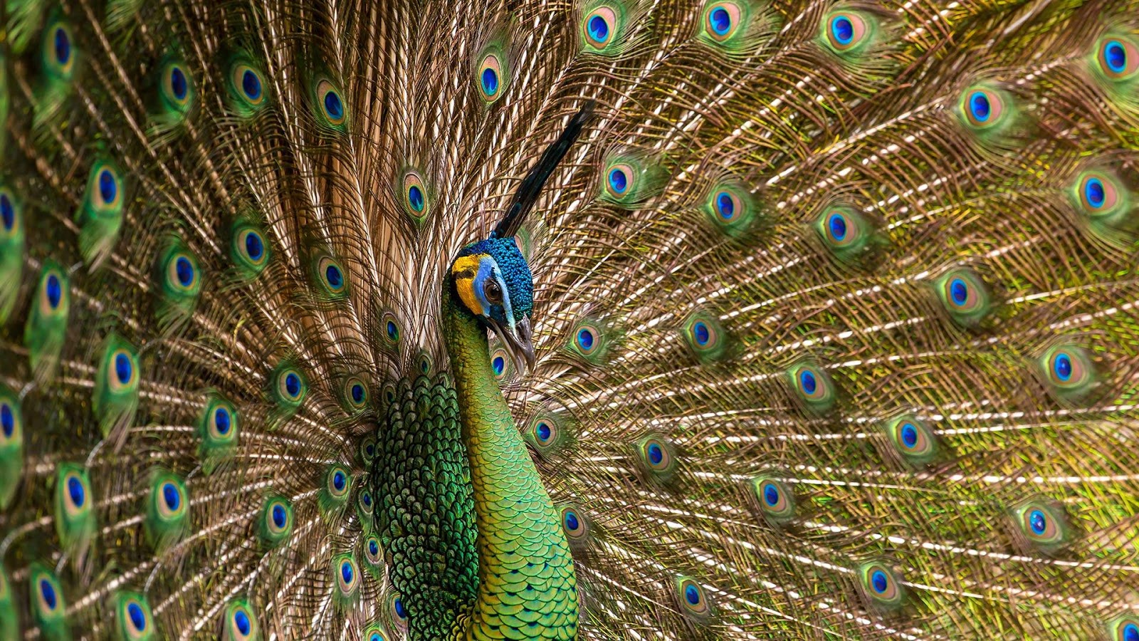 Peacock Feather Live Wallpaper - Android Apps on Google Play