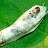 Schlaeger's Fruitworm Moth