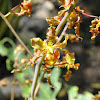 Cowhorn orchid