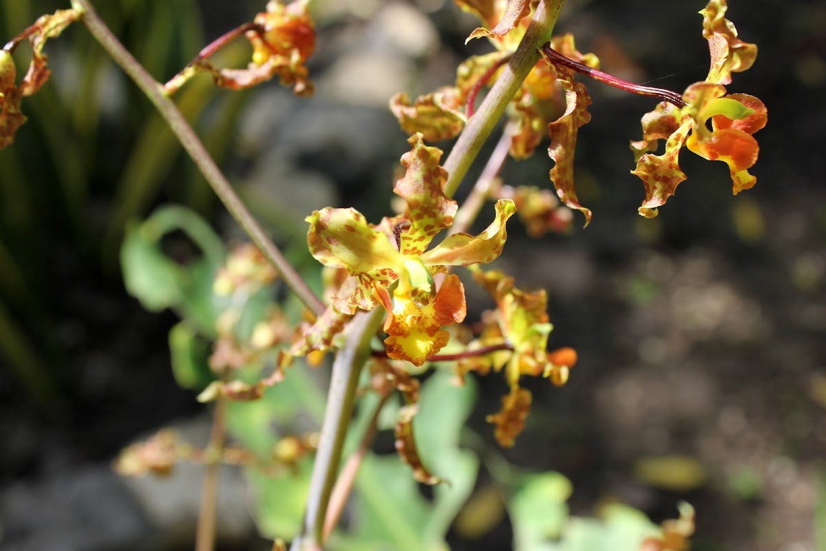 Cowhorn orchid