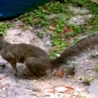 Eastern Gray Squirrel