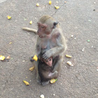 Macaque monkey