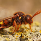 Nomada lathburiana