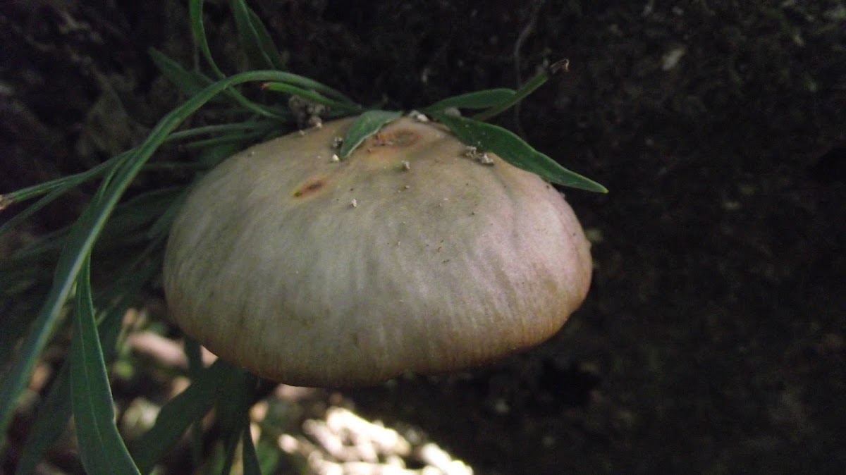 Unknown fungi