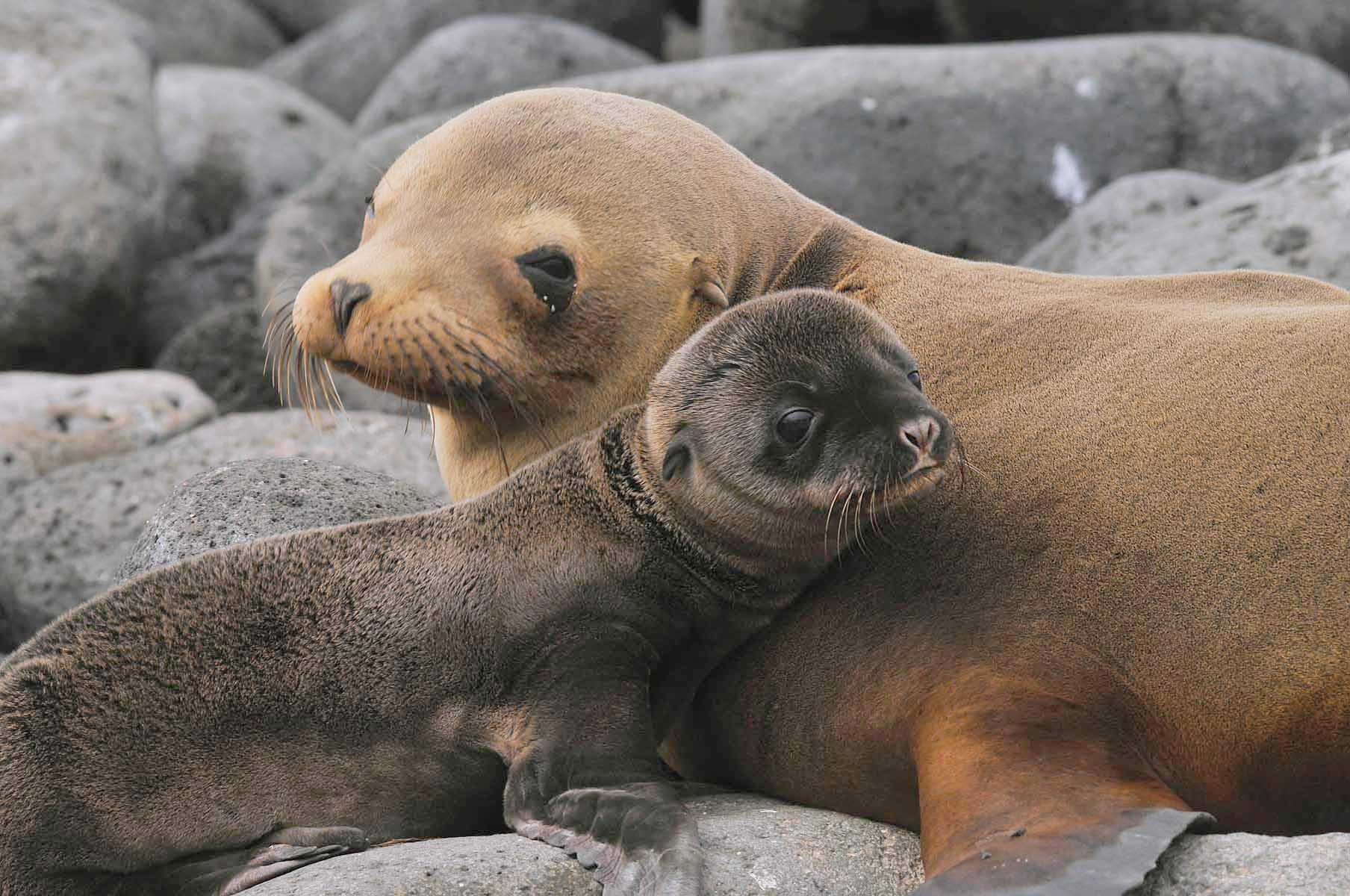 A sea lion and its pup, one of the close-up encounters possible when exploring the Galapagos.  