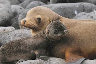 A sea lion and its pup, one of the close-up encounters possible when exploring the Galapagos.  