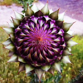 by Adnan Mirani - Nature Up Close Other plants