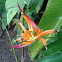 Heliconia