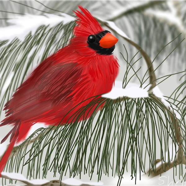 a 1 day drawing the » » SketchPort in Snow drawings Cardinal