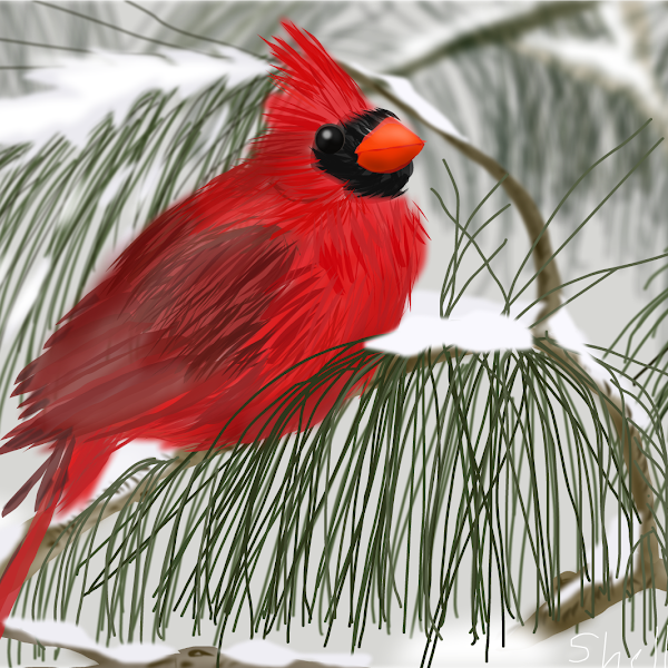 drawing day 1 a Cardinal » » the drawings SketchPort Snow in