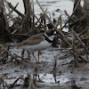 Semipalmated Plover