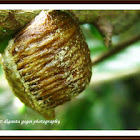 Praying mantis  Egg case