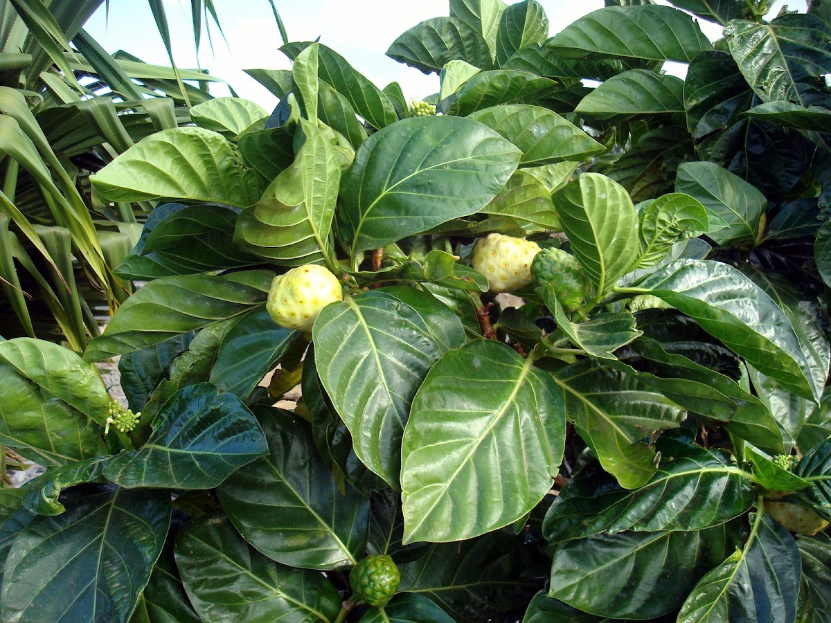 Indian mulberry / noni