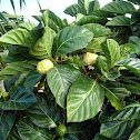 Indian mulberry / noni
