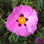 Orchid Rock Rose