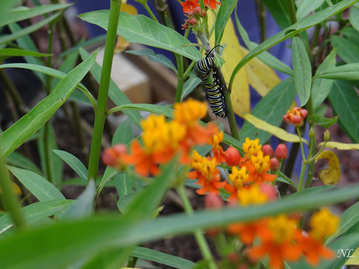 Caterpillar Monarch