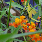 Caterpillar Monarch