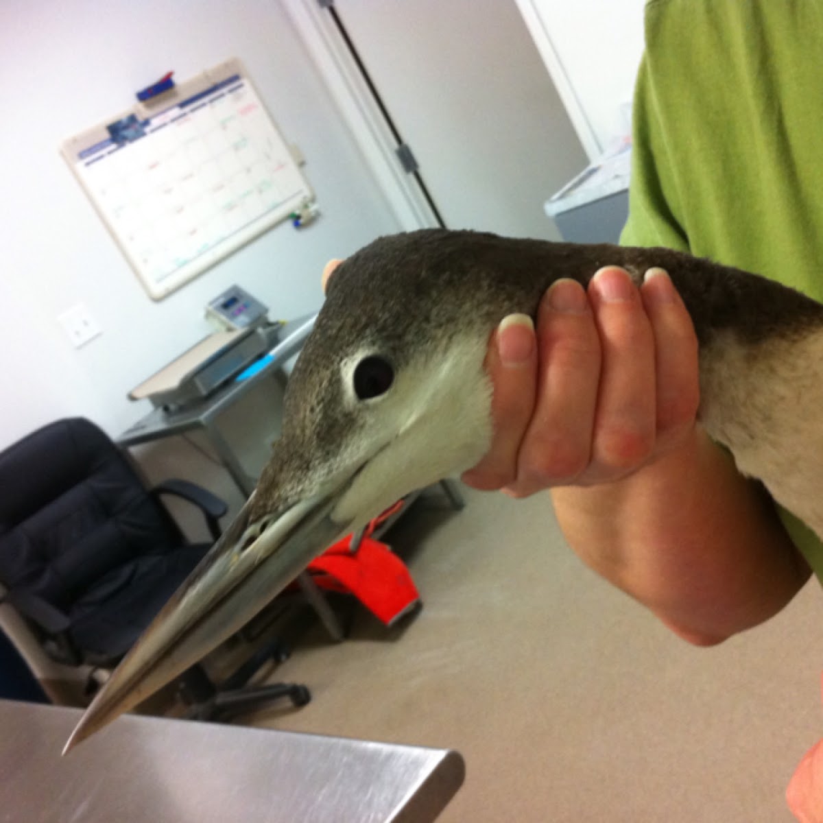 Common Loon