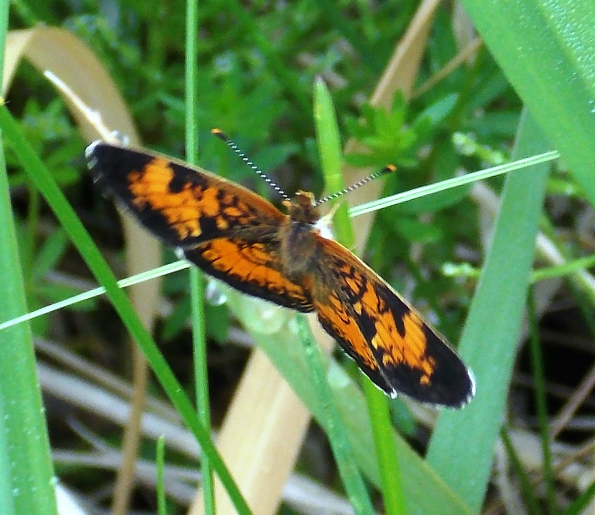 Pearl Crescent