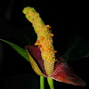 Anthurium andraeanum pollinated spadix