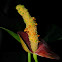 Anthurium andraeanum pollinated spadix