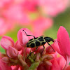 Spotted Maize Beetle