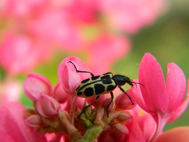 Spotted Maize Beetle