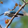 Blue-gray tananger
