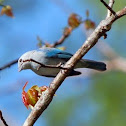 Blue-gray tananger
